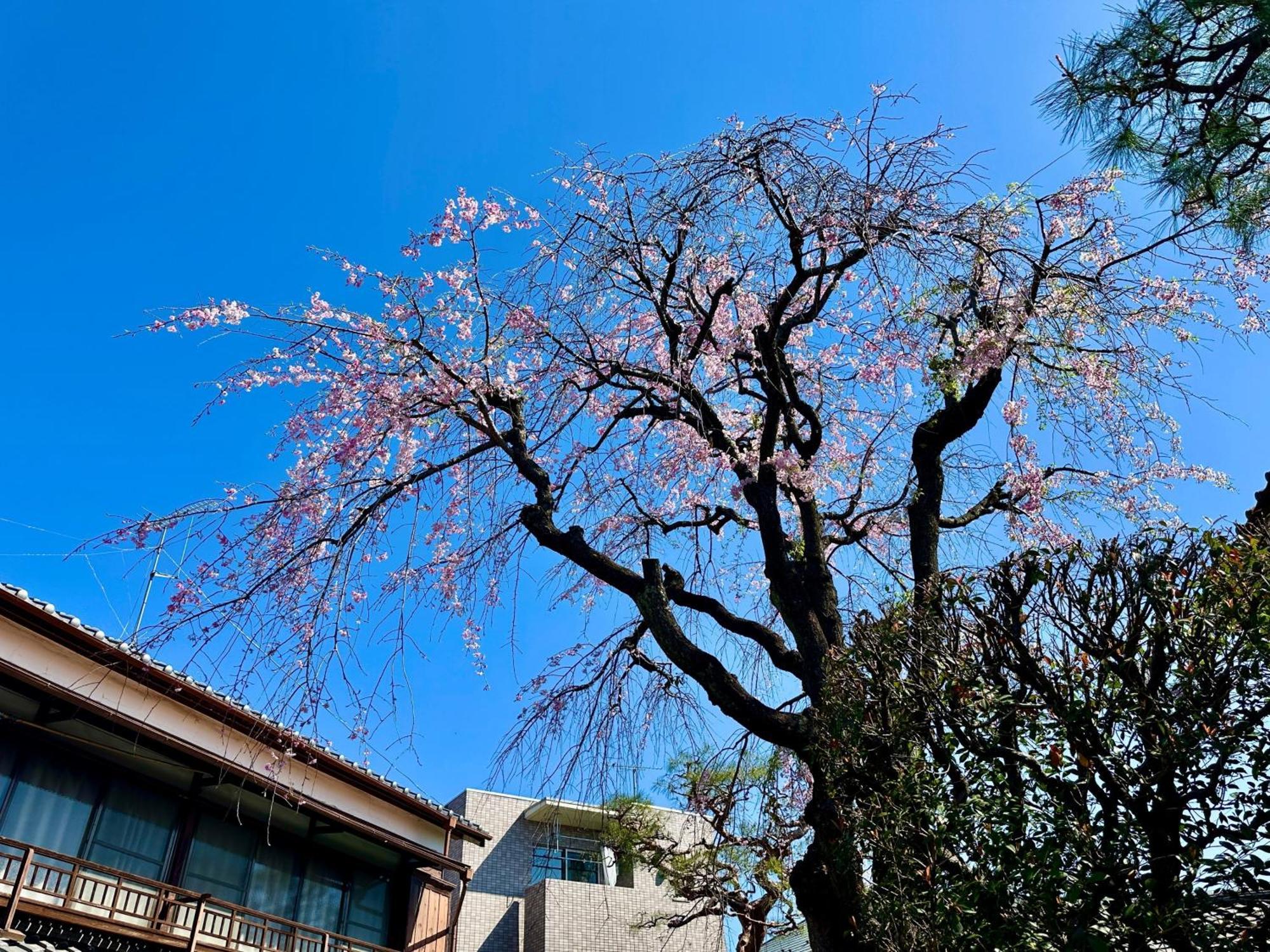 Family Or Business Travel 20 Percent Off丨200 Sqm 丨 14 Min To Shinjuku 丨century-Old Japanese Garden 丨3 Parking Spaces丨4 Bedrooms Tokyo Luaran gambar